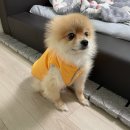 올라펫살롱 이미지