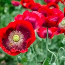 백조농장 이미지