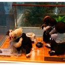 제주테디베어뮤지엄 이미지