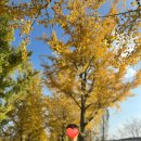 황금나무 | 여주 강천섬 은행나무길 단풍 후기｜황금빛 가을, 여기 다 모였다🤎