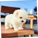 함께 있어줄개 이미지