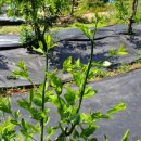 새순2농장 이미지