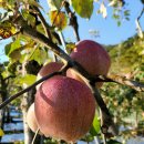 백봉령 펜션 | 2024.10.25 은티재-구왕봉 행복산행, 백두대간 완등후기