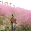 강아지 마을 이미지