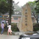개금약초 이미지