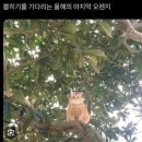 화장품DC몰 | 26년 6월 말 1상 : 웃긴짤 내돈내산 맛집