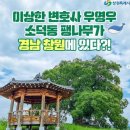 ﻿﻿﻿ 이번 주말엔 ‘우영우’에 나온 팽나무나 보러갈까 이미지