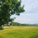 천령유치원 | [함양여행] 함양상림공원 산책....천년의숲 걷기좋은길, 숲멍을 즐기다.