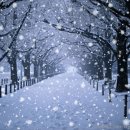 눈 오는 저녁 숲가에 서서 / 로버트 프로스트 이미지