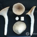 향산개발