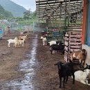 모랭농장 이미지