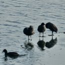 효덕이네 이미지