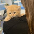 제이제이캣 이미지