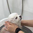 퍼피팸퍼 이미지