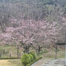 큐리애견 이미지