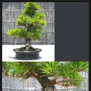 금송농장2 이미지