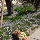 꿈의숲 스타약국 | 서울 봄 애견동반 가볼만한 곳 - 북서울꿈의숲, 테라스카페(한강라면&amp; 떡볶이 후기)