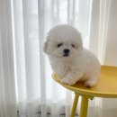토이베베