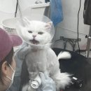 냥만미용실 | 송파·위례·성남 고양이 무마취 미용🐱무마취 미용+목욕+호텔까지 가능한 ‘냥클래스’ 후기