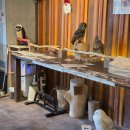 부엉이 | [오사카 볼거리] 부엉이카페 슈에뜨 후기, 주의점