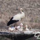 황새가족과 황새알 이미지