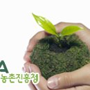 녹색식물