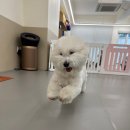 에꼴드펫 이미지