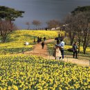 수선화 이미지