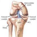 [십자인대파열] 십자인대 파열 그 치료와 방법 이미지