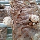 주렴농장 이미지