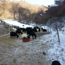 가평흑염소농장 이미지