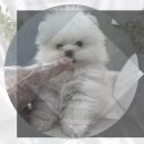 제천동물보호센터 이미지