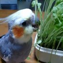 잉꼬세탁소 이미지