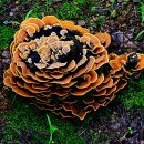 화원동산 이미지