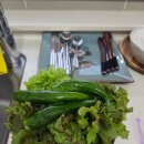 친환경펜션민박 | 제주 한경면 가성비 독채 민박 느리게걷기 후기