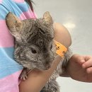 수달앤쥬 이미지