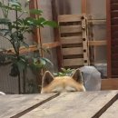 파리에다녀온치킨 이미지