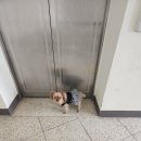 아르떼 퍼피 이미지