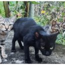 펫엣지-수입 이미지