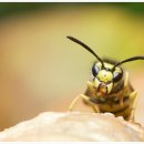 벌떼유통 이미지