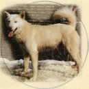 멍멍이가족 이미지