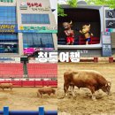 한뿔축산 | 청도 소싸움경기장 공룡같은 황소, 투뿔 한우 청도 축산농협 방문 후기