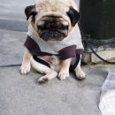 오파니