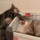 포비PC방 이미지