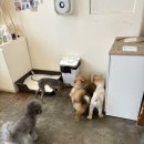 셀럽도기 이미지