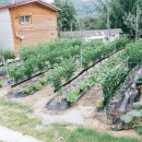 은행나무펜션 이미지