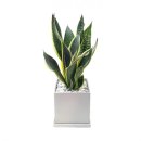 식물로부터 이미지