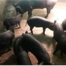 대정축산 이미지