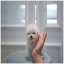 미소애견샵 이미지