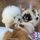 돌봐줄개 이미지